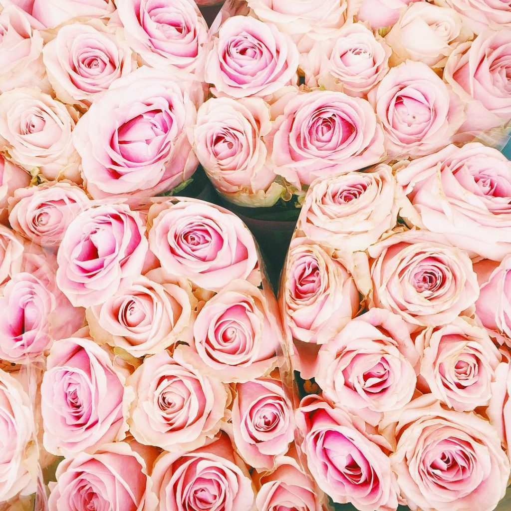 #rosestagram #rosesofinstagram #rosesonly #pinkroses