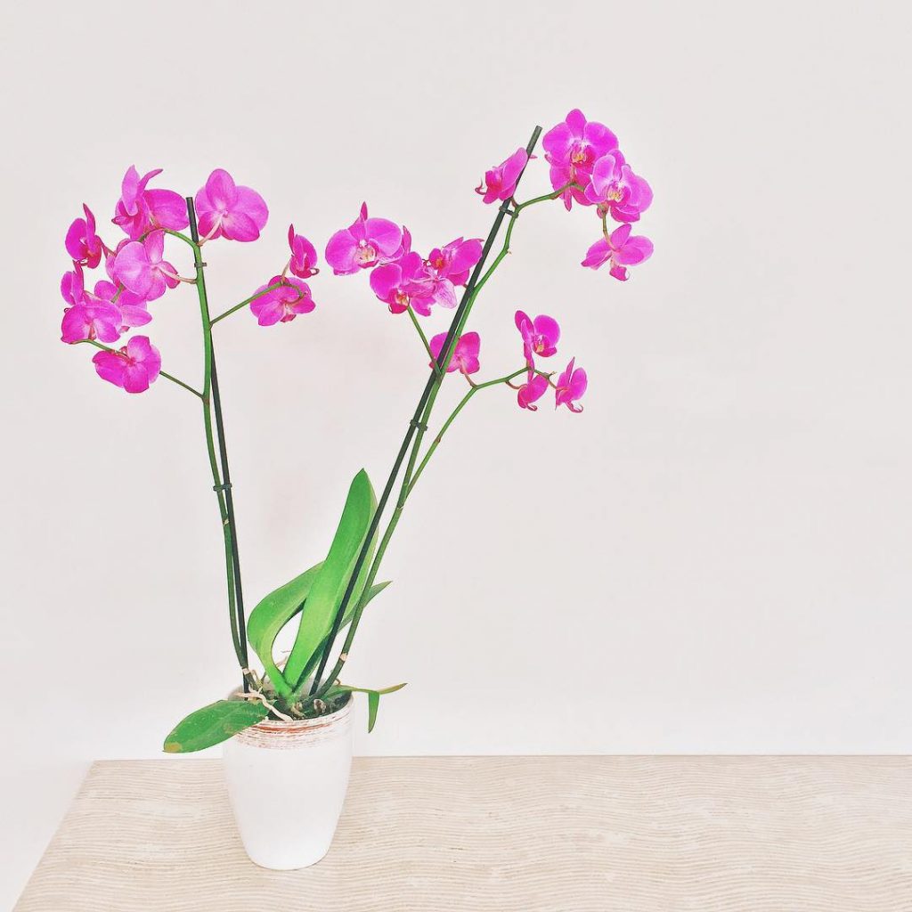  in ogni angolo i miei fiori preferiti #orchid #termedisaturnia #orchidee