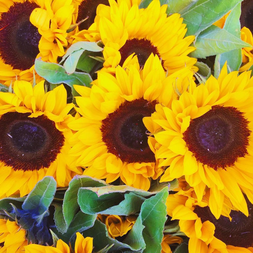  #sunflower