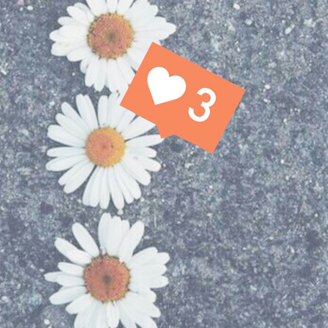 Three daisies a day keep the doctor away  #daisy #flower