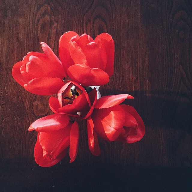 Red-licious  #tulipani #aprilflower