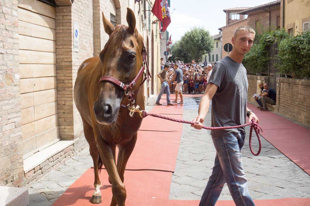 Palio di Siena cavallo di contrada