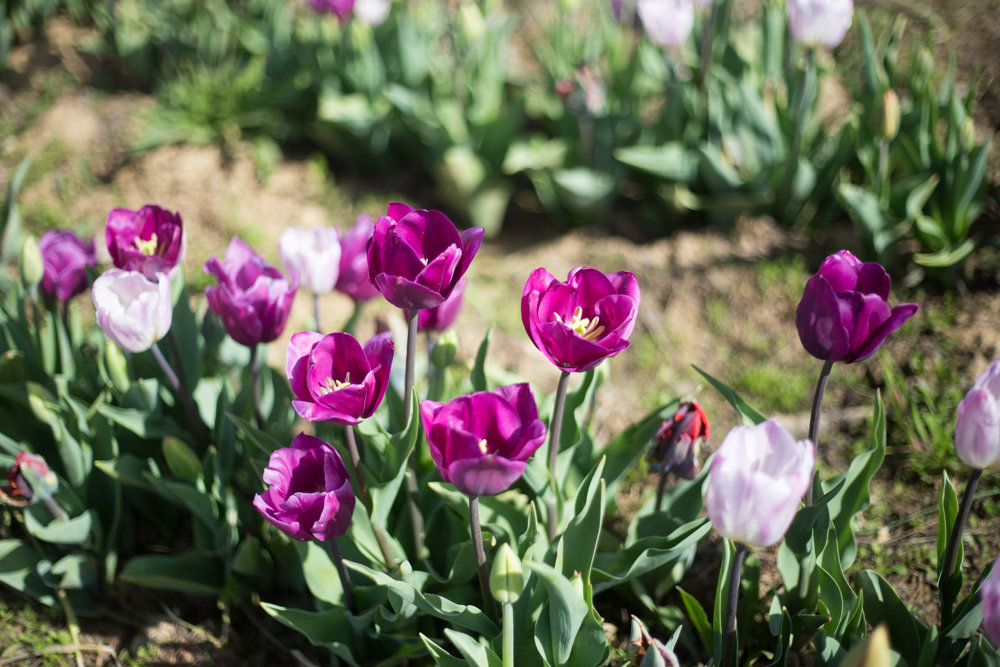 parco di tulipani a scandicci