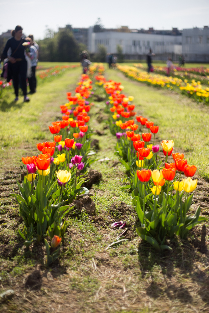 wander and pick scandicci tulipani