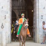 Palio di Siena cavallo