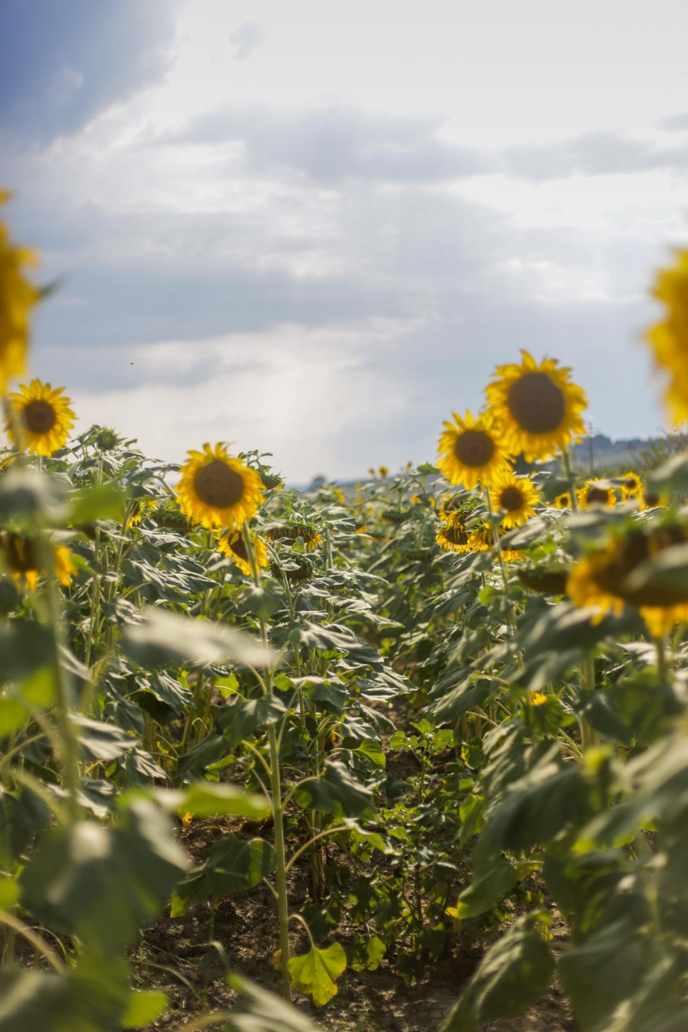 campo di girasoli