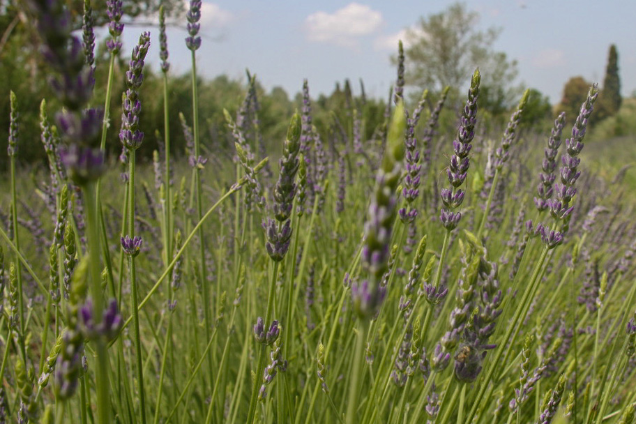 campi di lavanda in toscana