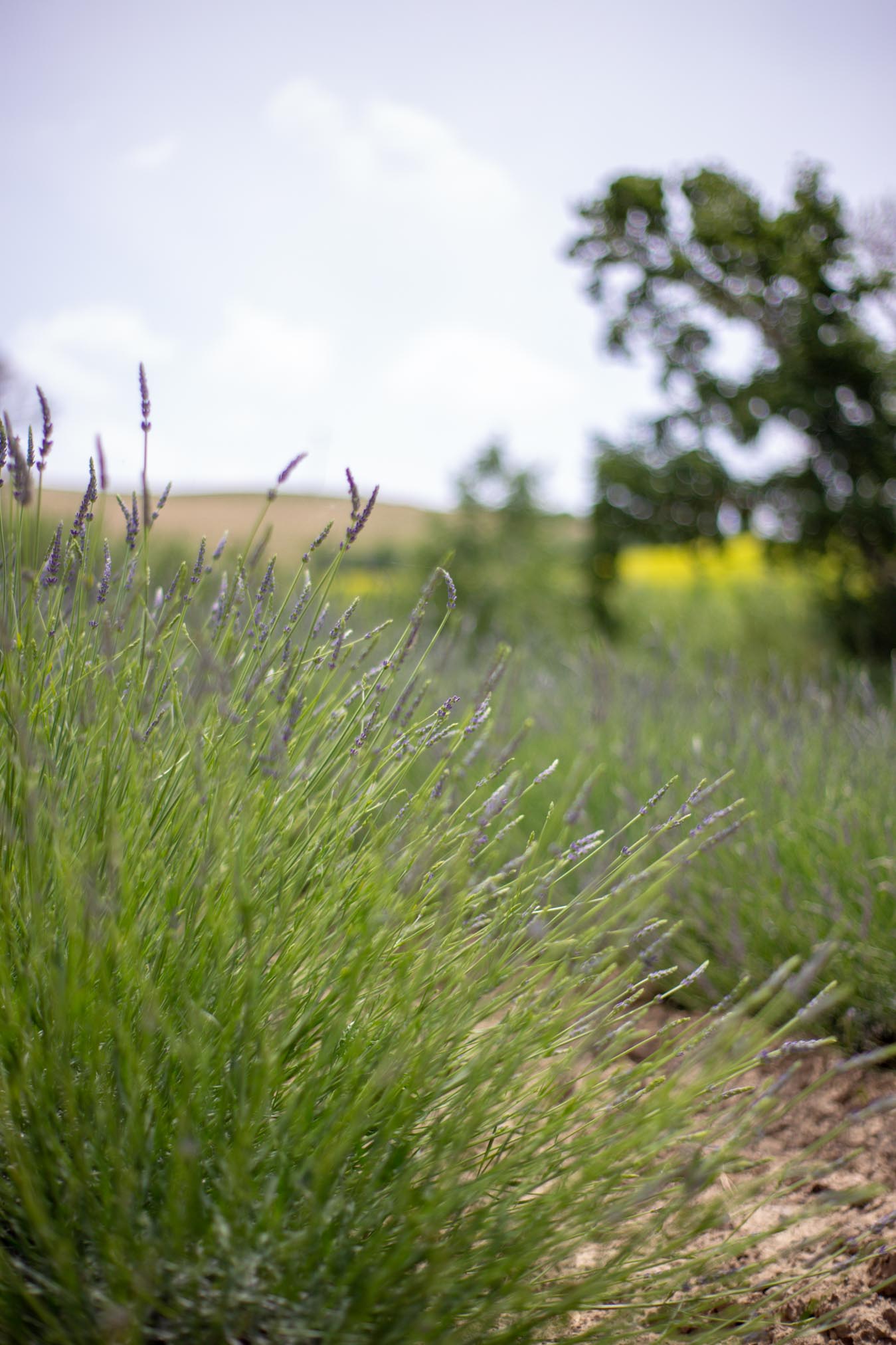 campi di lavanda in toscana