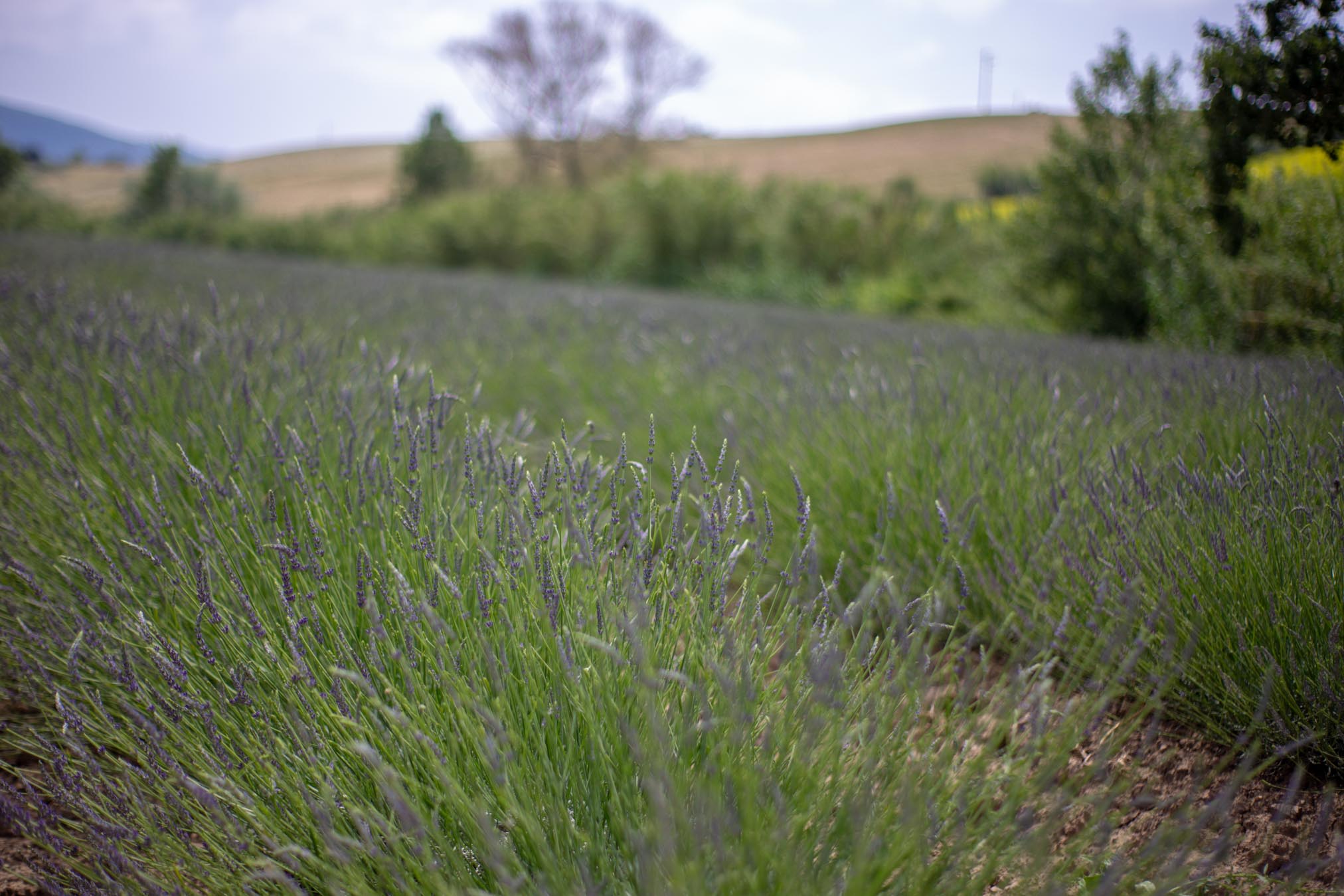 flora e i campi di lavanda