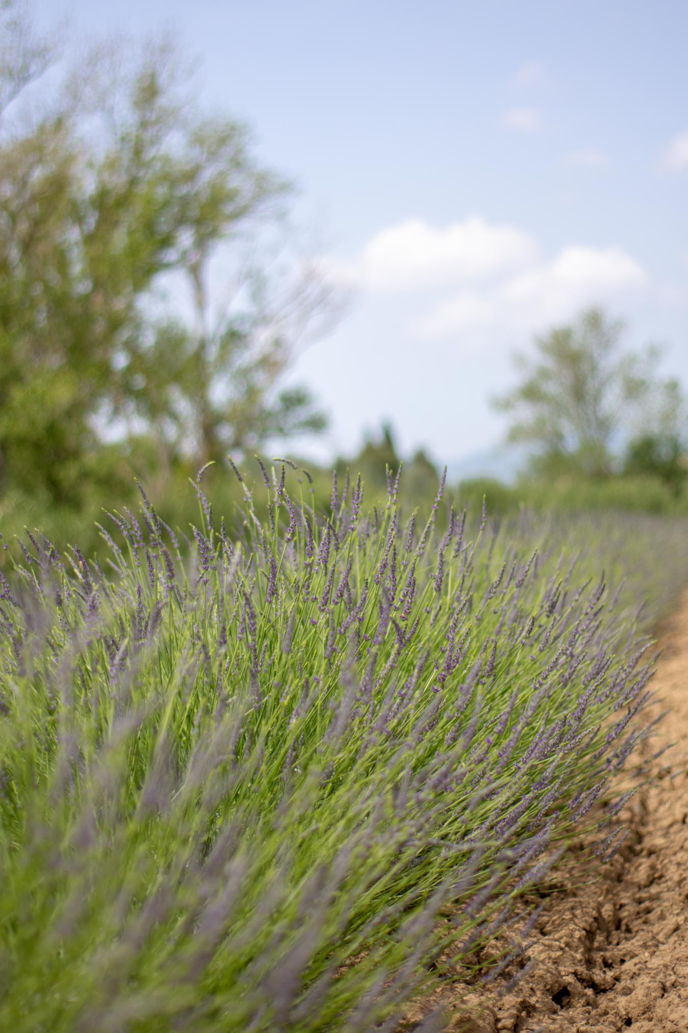 campi di lavanda a pisa