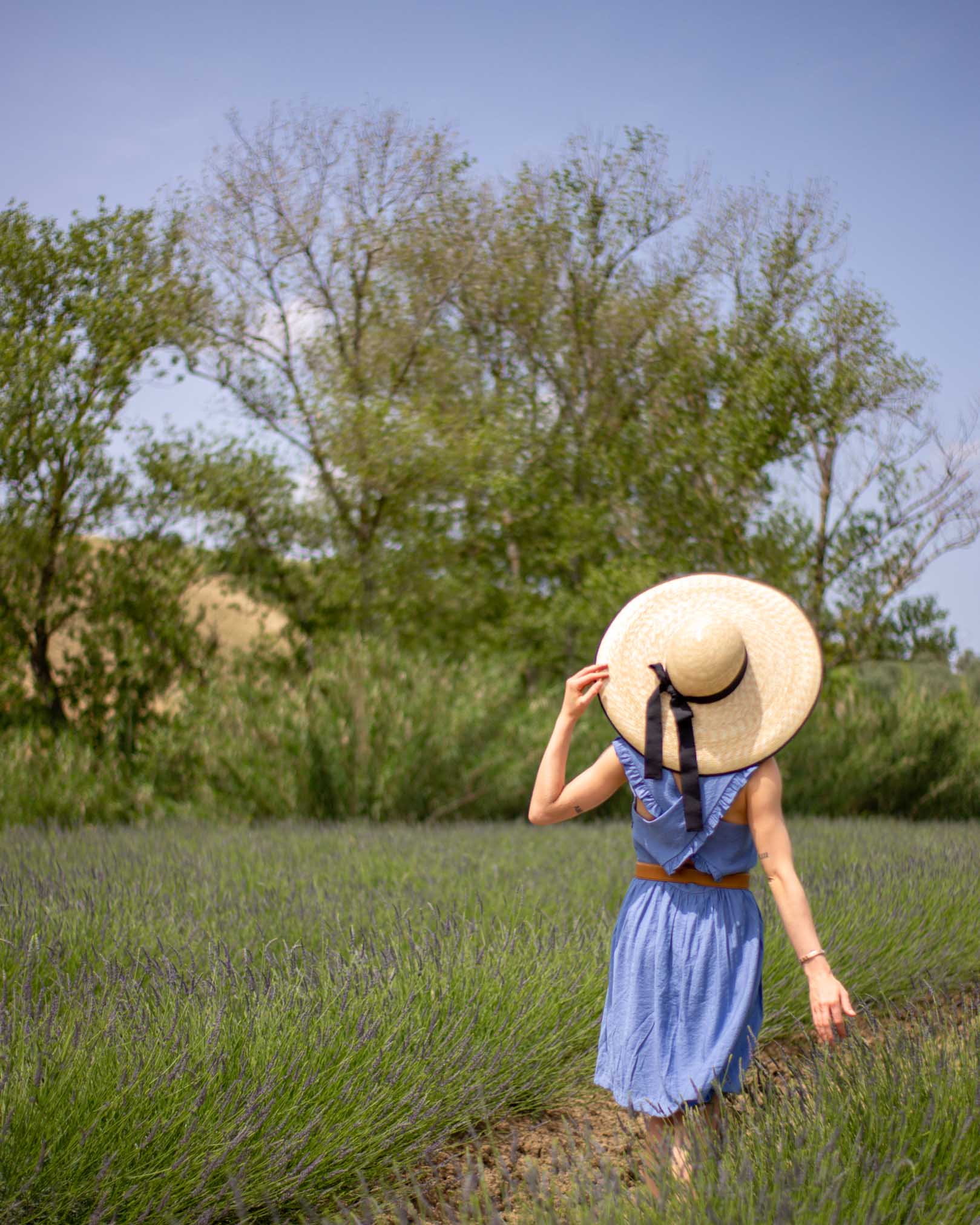 lavanda in toscana