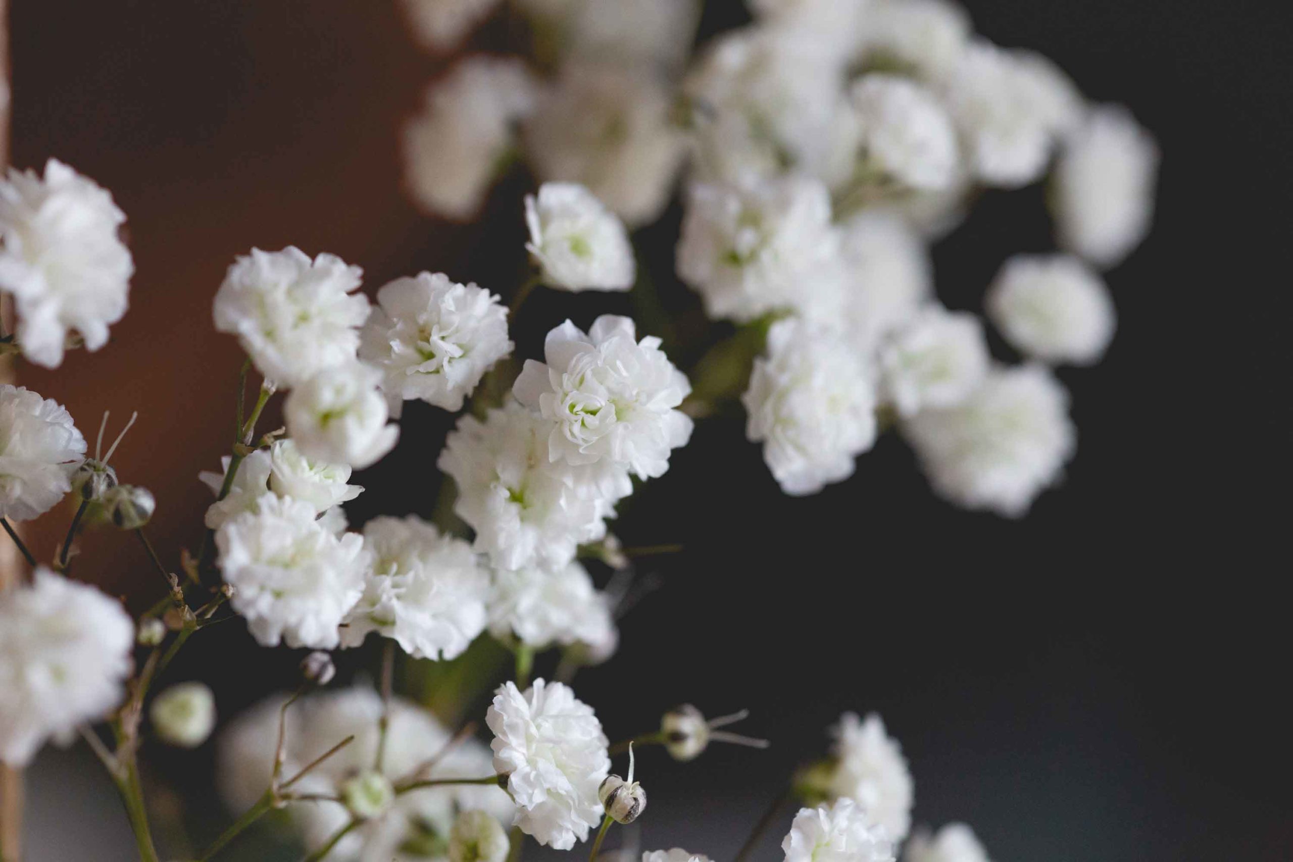 gypsophila-de-i-fiori-di-vale