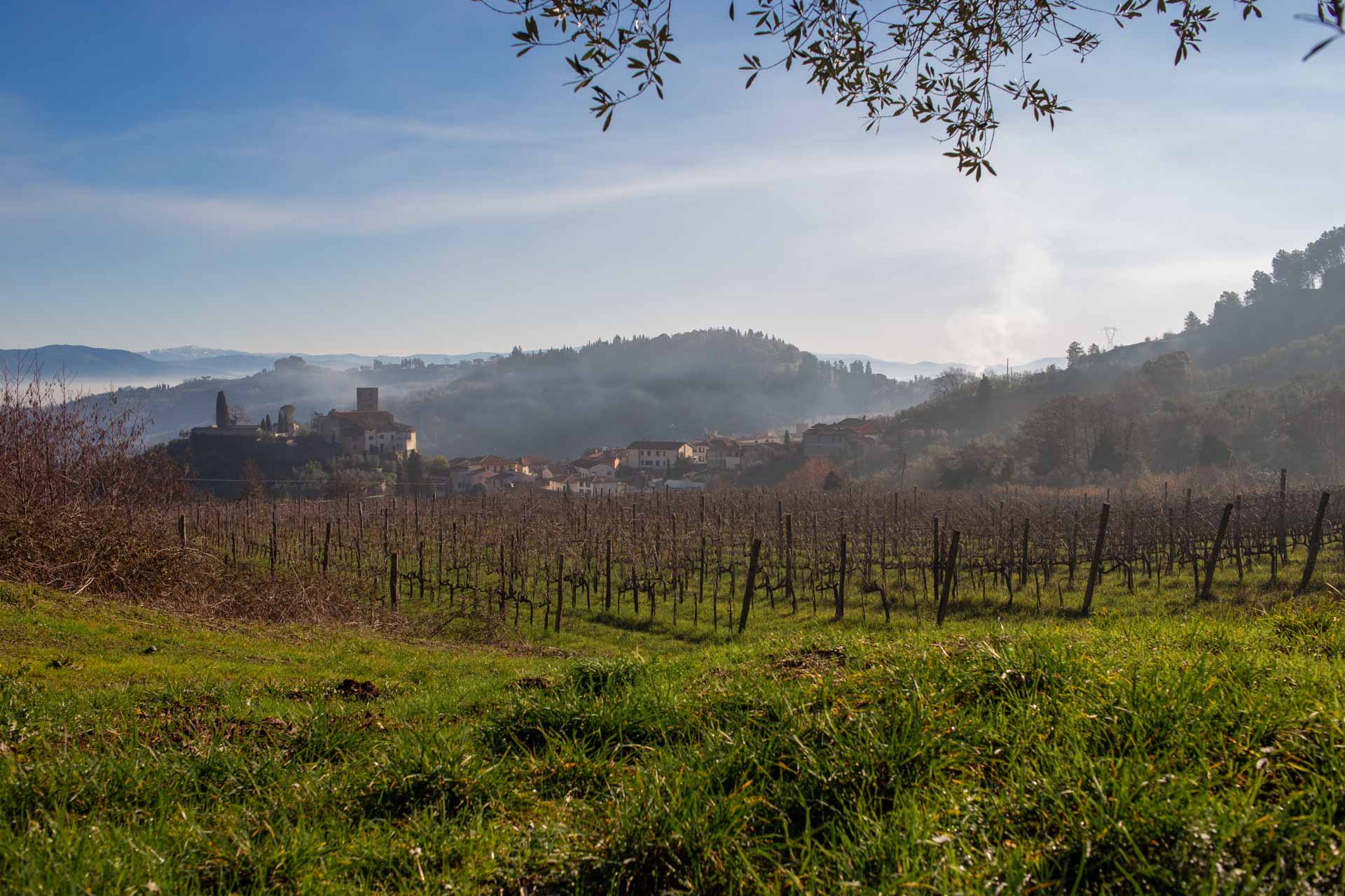 le vigna della fattoria di bacchereto