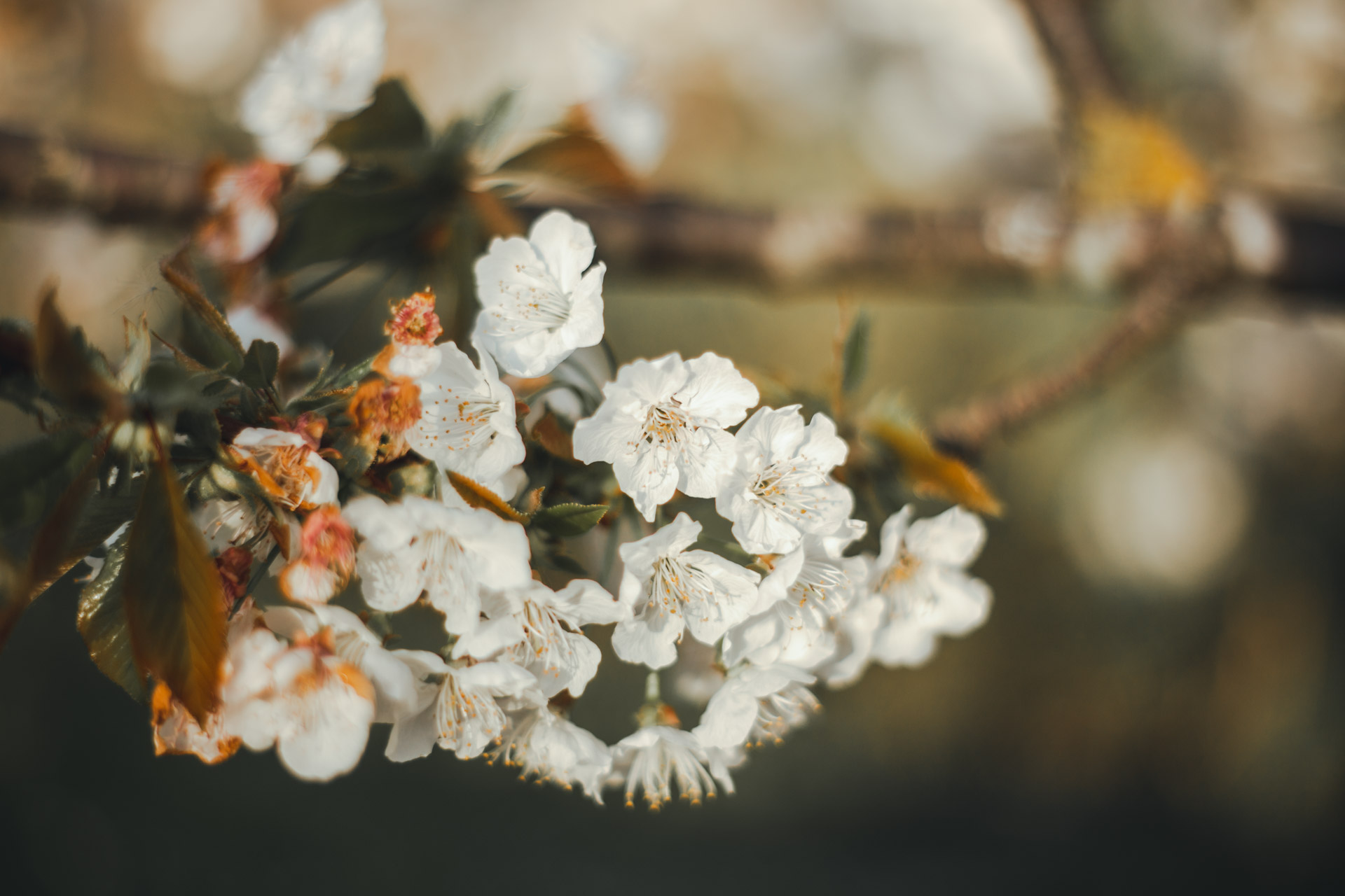 Ispirazioni foto per la primavera fiori bianchi