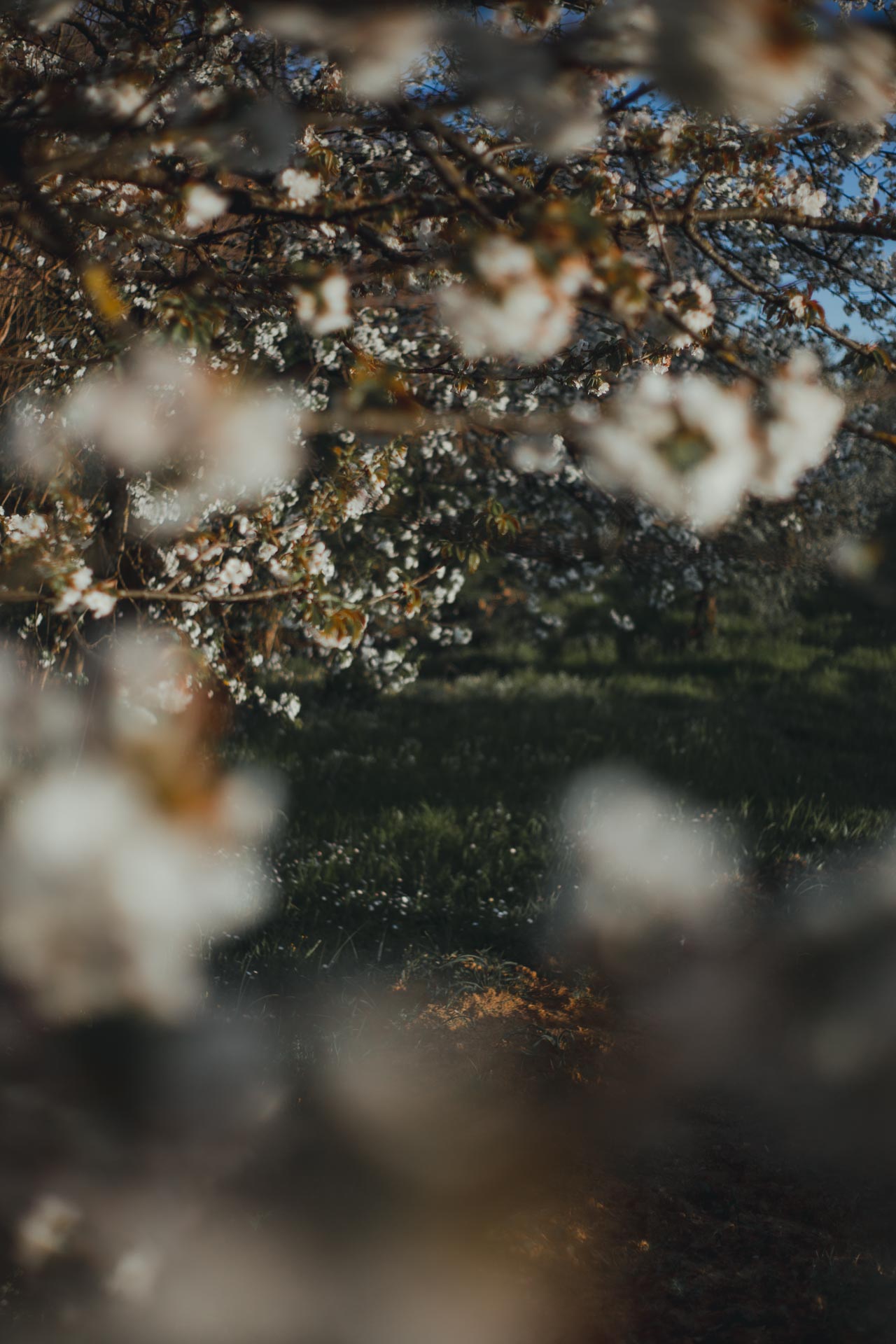 Ispirazioni foto per la primavera