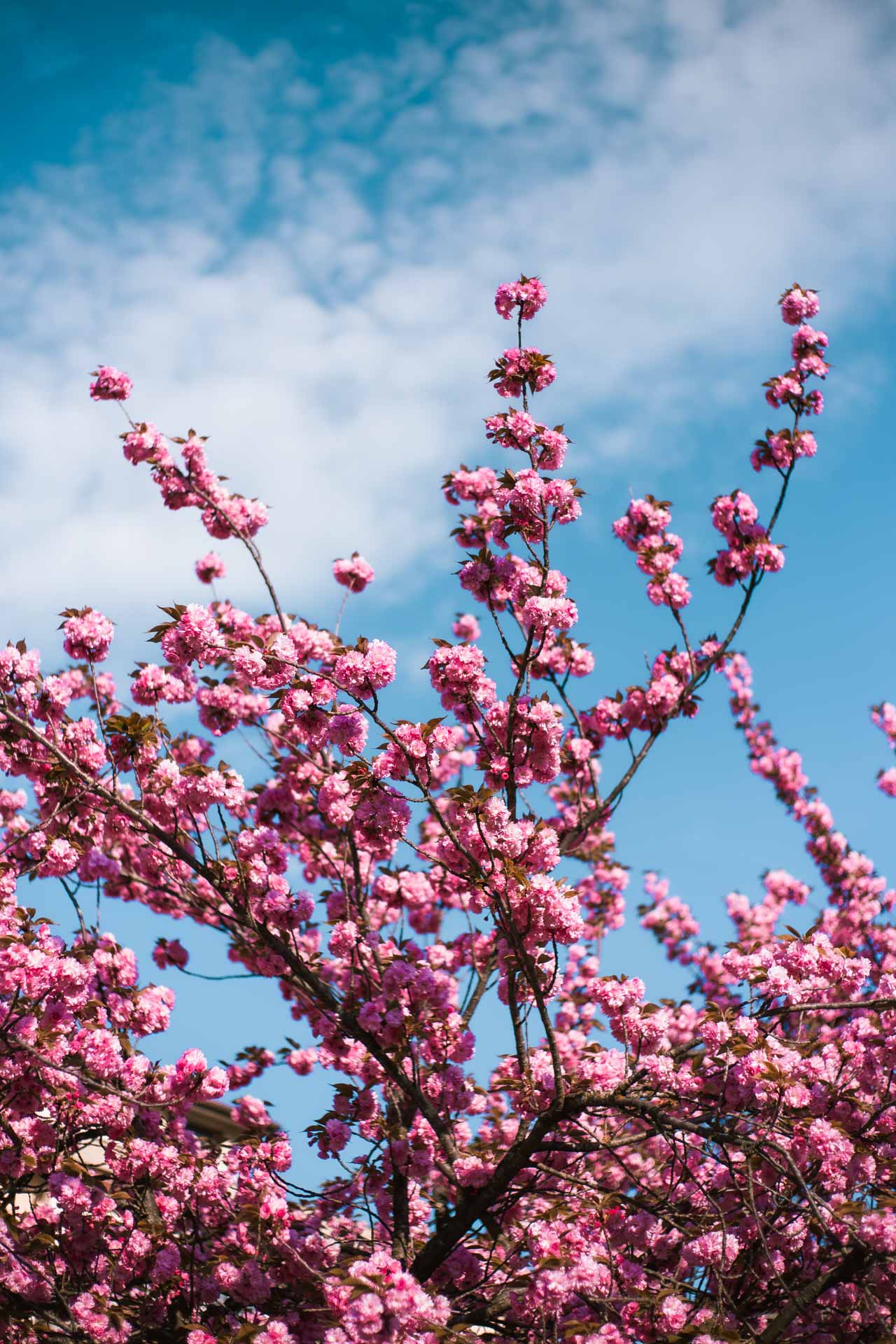 immagini di primavera bellissime