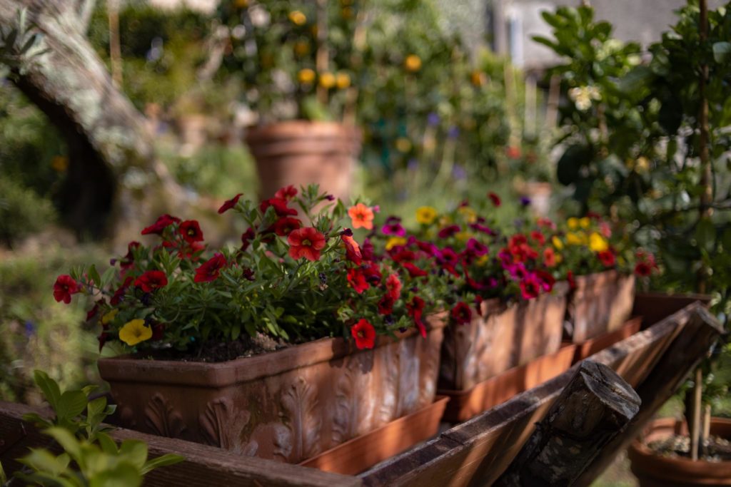 fiori nei giardini privati di buggiano castello